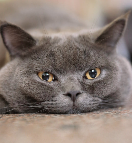 Why Do Cats Purr? Understanding the Meaning Behind