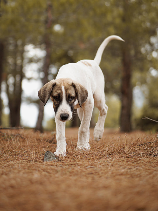 How to Spot the Signs of Anxiety in Your Pet