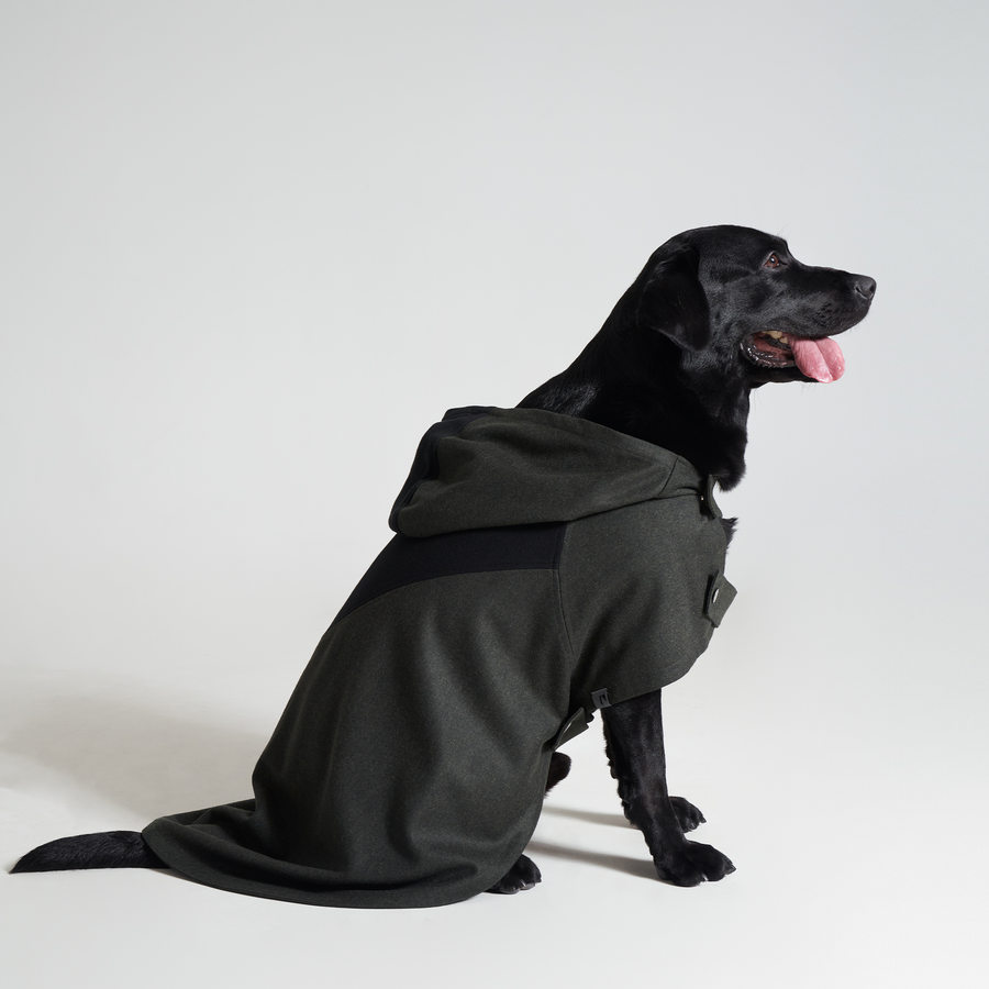 Big City Dog